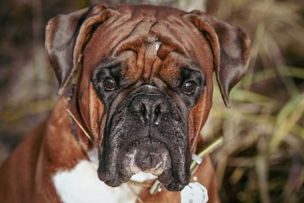 Fotochallange Nr. 57     PORTRÄT.   Beendet!!!!!!!!-Beitrag-Bild