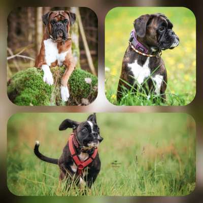 Reinrassige Hunde?-Beitrag-Bild