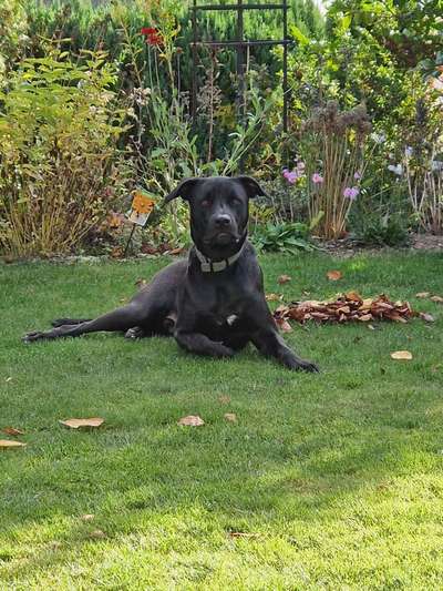 TierschutzhundeStammtisch🐕-Beitrag-Bild