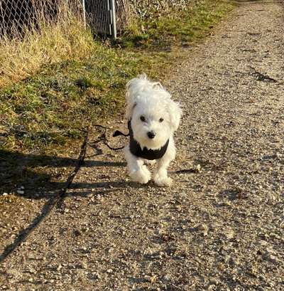Hundetreffen-Gassi gehen oder kleine Wanderungen-Bild