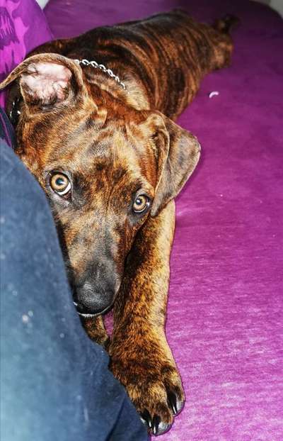 CHALLENGE NR. 19 - Der Hundeblick-Beitrag-Bild