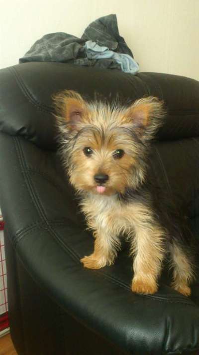 CHALLENGE NR. 19 - Der Hundeblick-Beitrag-Bild