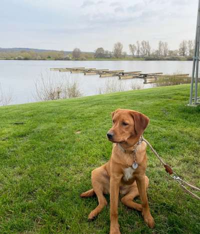 Hundetreffen-Gassi- und Spielpartner gesucht-Bild