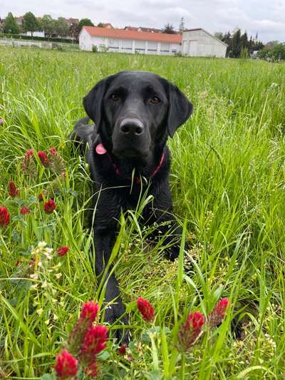 Die Dogorama Monats Challenge "Es grünt und blüht"-Beitrag-Bild