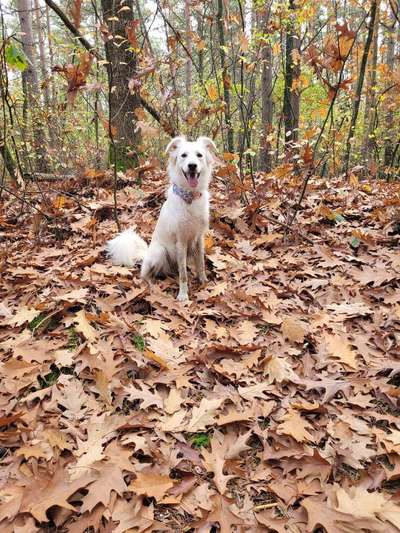 Hundetreffen-Gemeinsame Spaziergänge mit viel Spiel und Spaß-Bild