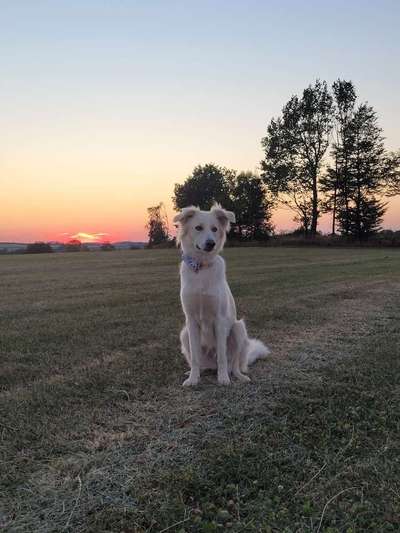 Mischlingshunde Foto Aufruf-Beitrag-Bild