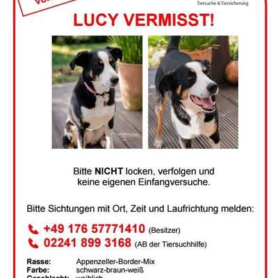 Suchmeldung-Lucy-Bild
