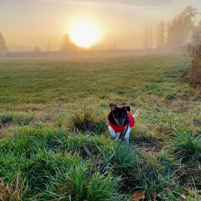 Hundetreffen-Gemeinsames Gassi/Training-Bild