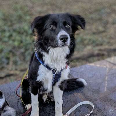Hundetreffen-Gemeinsames gassi mit oder ohne Leine