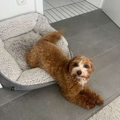 Hundetreffen-Suche Betreuung für meine Maltipoo Dame-Bild