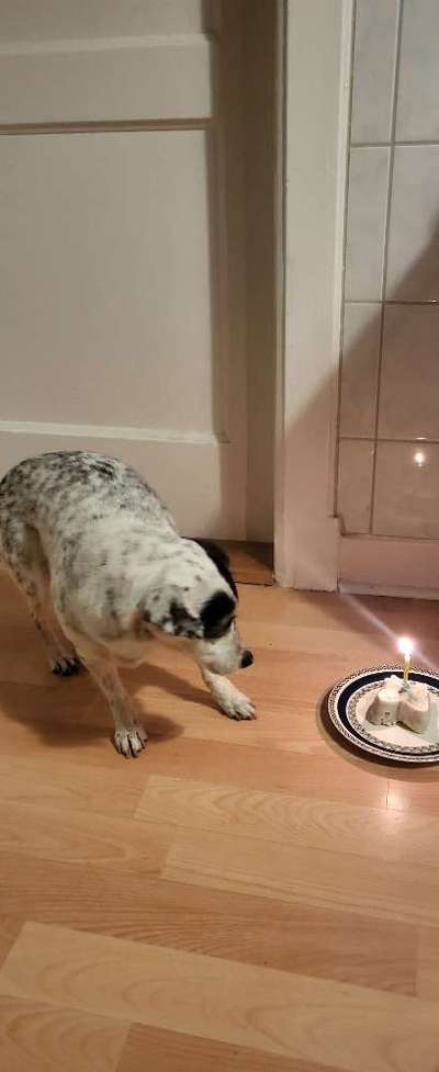 Lustigsten Grimassen von euren Hunden-Beitrag-Bild