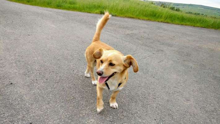 Hundetreffen-Kleine Hündin-Bild