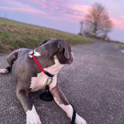 Hundetreffen-Begegnungstraining / gemeinsame Spaziergänge-Bild