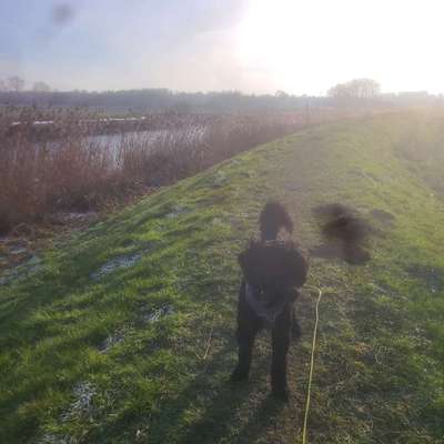 Hundeauslaufgebiet-Der Deich-Bild