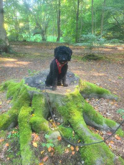 Hundetreffen-Spielen, laufen und toben-Bild