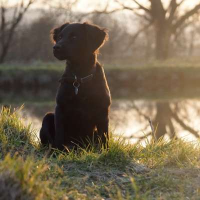 Hundetreffen-Souveräne Trainingsbuddys gesucht-Bild