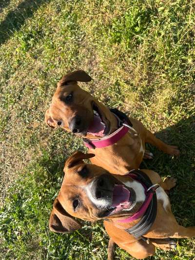 Welpen Bilder !-Beitrag-Bild