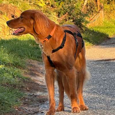 Suchmeldung-Gesichtet Golden Retriever o. Irish Sett-Bild