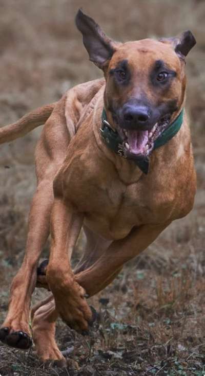 Rhodesian Ridgeback-Beitrag-Bild