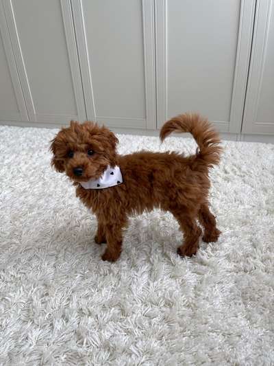 Alles rund um den Pudel-Beitrag-Bild