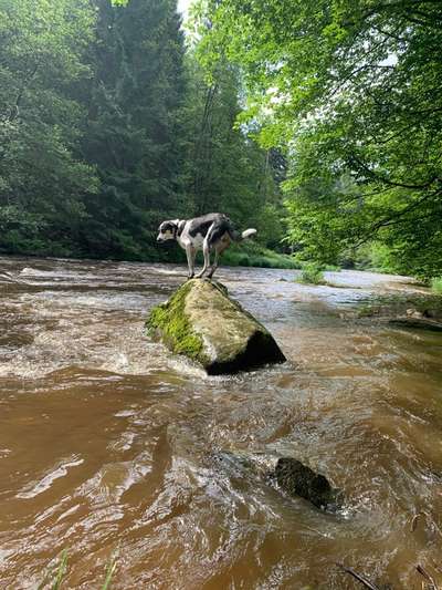 Hundetreffen-Eine kleine Runde über die Wiesen rennen-Bild