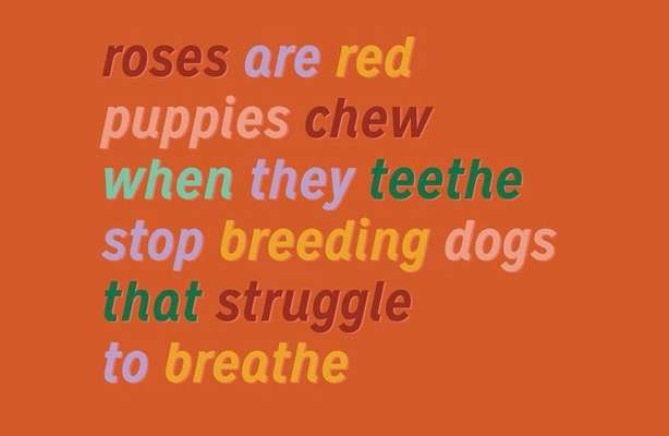 Brachycephale Hunderassen-Beitrag-Bild