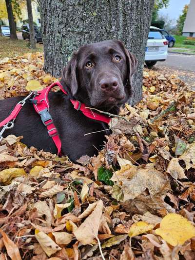 Hundetreffen-Trainingspartner für Hundebegegnungen gesucht-Bild