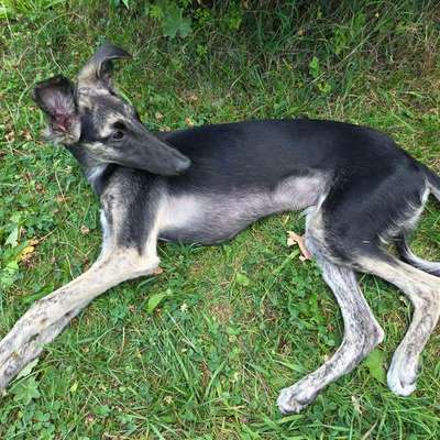 Hundetreffen-Spielkumpel-Bild