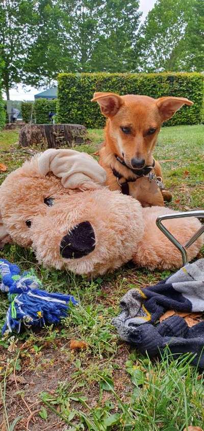 Zeigt mal die schönsten Bilder von euren Hunden !-Beitrag-Bild