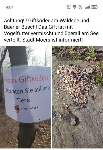 Giftköder-Rattengift-Bild