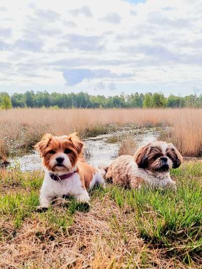 BIG LOVE :) mit 2 Hunden❣️-Beitrag-Bild