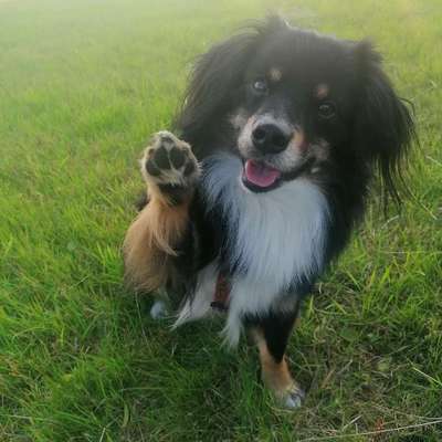 Hundetreffen-Hunde treffen am Beller Bahnhof-Bild