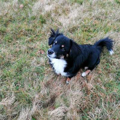 Hundetreffen-Hunde treffen am Beller Bahnhof-Bild