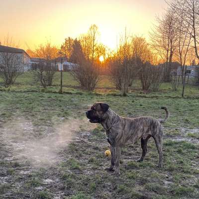 Hundetreffen-Spielrunde für große