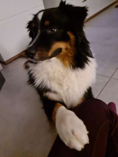 Hunderunde-Beitrag-Bild