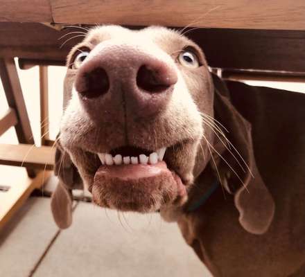 Die Dogorama-Wochen-Challenge "Die schönste Grimasse"-Beitrag-Bild