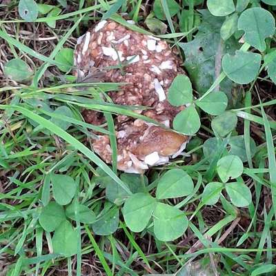 Giftköder-Vermutlicher Giftköder-Bild