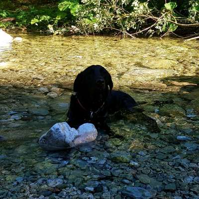 Dogorama-Monats-Challenge-Mai "Wasser"-Beitrag-Bild