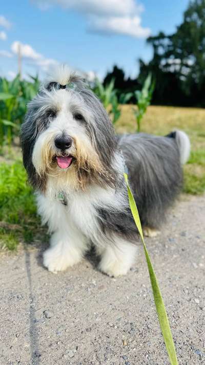 Bearded Collie hier?-Beitrag-Bild