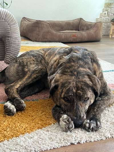 Hundetreffen-Social Walk-Bild