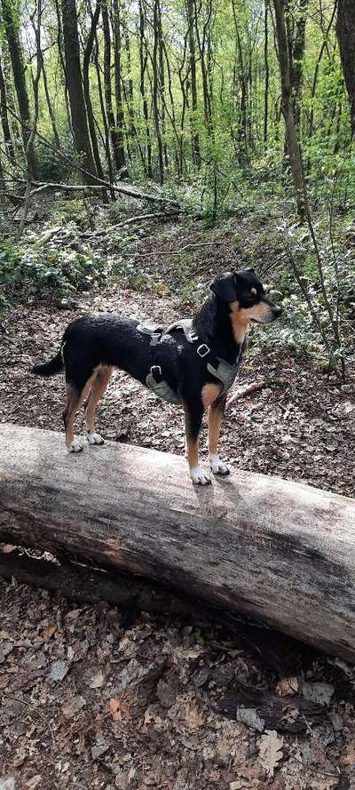 Hundetreffen-Gassi gehen und Spielen-Bild