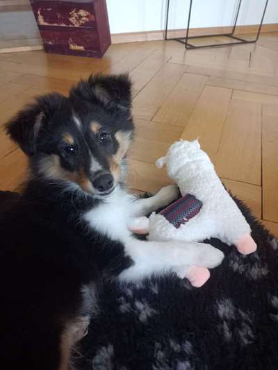 Shelties-Beitrag-Bild