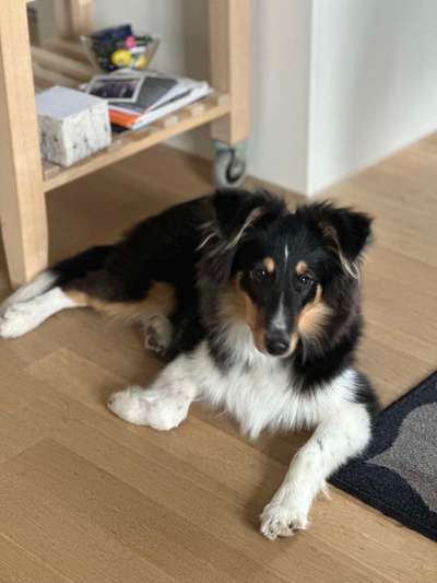 Shelties-Beitrag-Bild