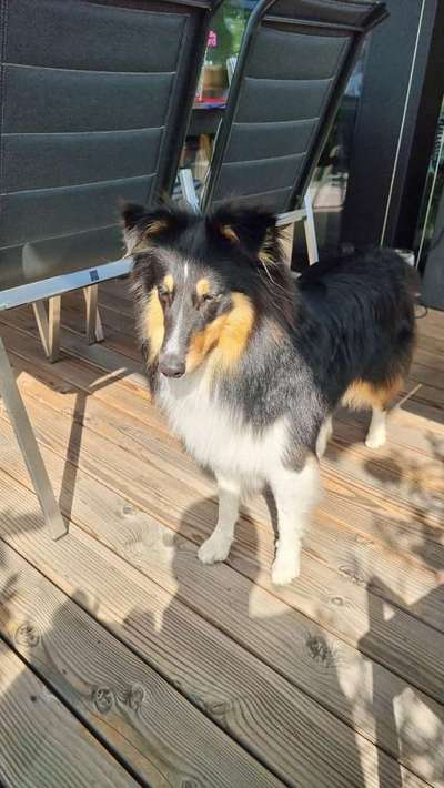 Reinrassige Hunde?-Beitrag-Bild