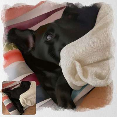 Voila app Bilder-Beitrag-Bild