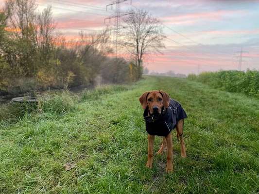 Dein Hund im Dogorama-Kalender 2021-Beitrag-Bild