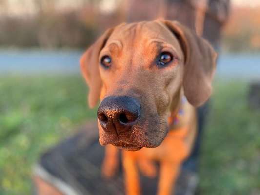 Dein Hund im Dogorama-Kalender 2021-Beitrag-Bild