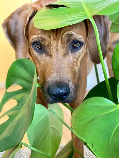Dein Hund im Dogorama-Kalender 2021-Beitrag-Bild