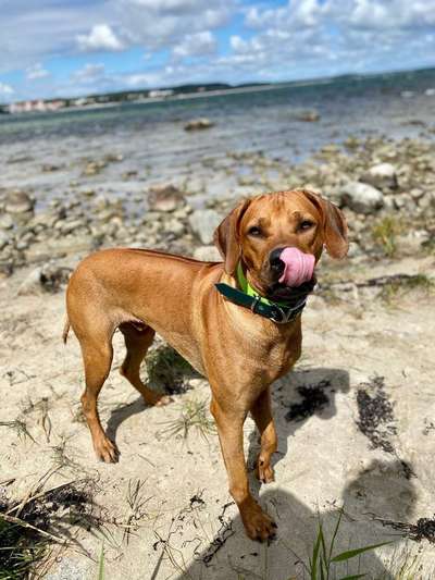 Dein Hund im Dogorama-Kalender 2021-Beitrag-Bild