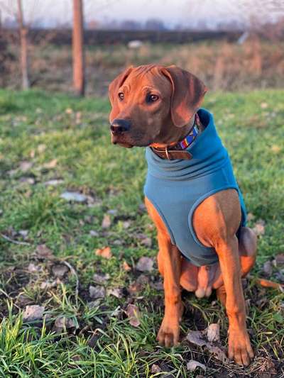 Dein Hund im Dogorama-Kalender 2021-Beitrag-Bild